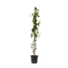 Trachelospermum Jasminoides Star Of Toscane - Pot 17cm - Hoogte 110-120cm