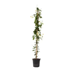 Trachelospermum Jasminoides Star Of Toscane - Pot 17cm - Hoogte 110-120cm
