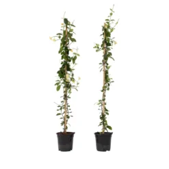 Jasminoides Star Of Toscane - Set Van 2 - Jasmijn - Pot 17cm - Hoogte 110-120cm