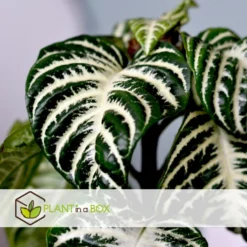 Plant In A Box - Aphelandra Curly White - Pot 13cm - Hoogte 25-35cm -Exporteren Tuin Verge Winkel 1000085753 0103