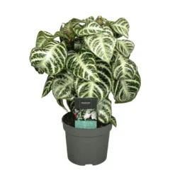 Plant In A Box - Aphelandra Curly White - Pot 13cm - Hoogte 25-35cm