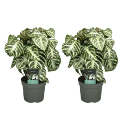 Plant In A Box - Aphelandra Curly White - Set Van 2 - Pot 13cm - Hoogte 25-35cm