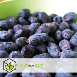 Lonicera Kamtchatica - Set Van 6 - Honingbes - Pot 9cm - Hoogte 25-40cm -Exporteren Tuin Verge Winkel 1000085758 0103