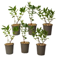 Lonicera Kamtchatica - Set Van 6 - Honingbes - Pot 9cm - Hoogte 25-40cm