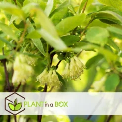 Lonicera Kamtchatica - Set Van 3 - Honingbes - Pot 9cm - Hoogte 25-40cm -Exporteren Tuin Verge Winkel 1000085760 0103