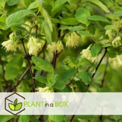 Lonicera Kamtchatica - Set Van 3 - Honingbes - Pot 9cm - Hoogte 25-40cm -Exporteren Tuin Verge Winkel 1000085760 0104