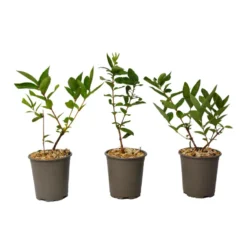 Lonicera Kamtchatica - Set Van 3 - Honingbes - Pot 9cm - Hoogte 25-40cm