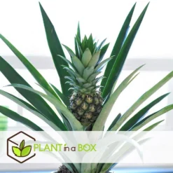 Ananas Comosus - Set Van 2 - Anti-snurkplant - Pot 14cm - Hoogte 45-55cm -Exporteren Tuin Verge Winkel 1000085763 0103