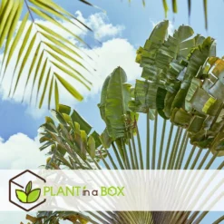 Ravenala Madagascariensis - Set Van 3 - Reizigerspalm - Pot 9cm - Hoogte 25-40cm -Exporteren Tuin Verge Winkel 1000087118 0103