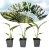 Ravenala Madagascariensis - Set Van 3 - Reizigerspalm - Pot 9cm - Hoogte 25-40cm