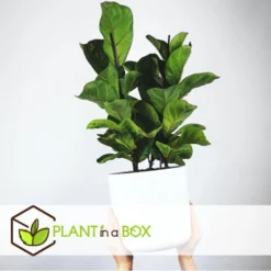 Ficus Lyrata - Set Van 2 - XL Ficus Vioolbladplant' - Pot 21cm - Hoogte 90-110cm -Exporteren Tuin Verge Winkel 1000087585 0103