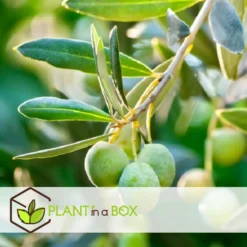 Olea Europaea - Olijfboom Op Stam - Set Van 2 - Pot 19cm - Hoogte 80-90cm -Exporteren Tuin Verge Winkel 1000087966 0103