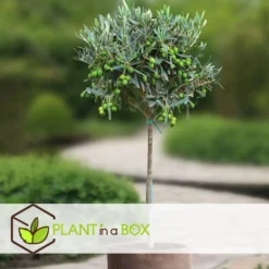 Olea Europaea - Olijfboom Op Stam - Set Van 2 - Pot 19cm - Hoogte 80-90cm -Exporteren Tuin Verge Winkel 1000087966 0104