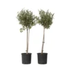 Olea Europaea - Olijfboom Op Stam - Set Van 2 - Pot 19cm - Hoogte 80-90cm