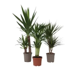 XL Indoor Palm Mix - Mix Van 3 - Palmen - Pot 17cm - Hoogte 70-90cm