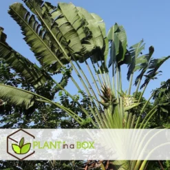 Ravenala Madagascariensis - Set Van 6 - Reizigerspalm - Pot 9cm - Hoogte 25-40cm -Exporteren Tuin Verge Winkel 1000087973 0104