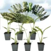 Ravenala Madagascariensis - Set Van 6 - Reizigerspalm - Pot 9cm - Hoogte 25-40cm