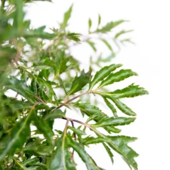 Polyscias Ming P12H30 -Exporteren Tuin Verge Winkel 1000088690 0102