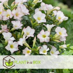 Exporteren Tuin Verge Winkel -Exporteren Tuin Verge Winkel 1000088697 0102