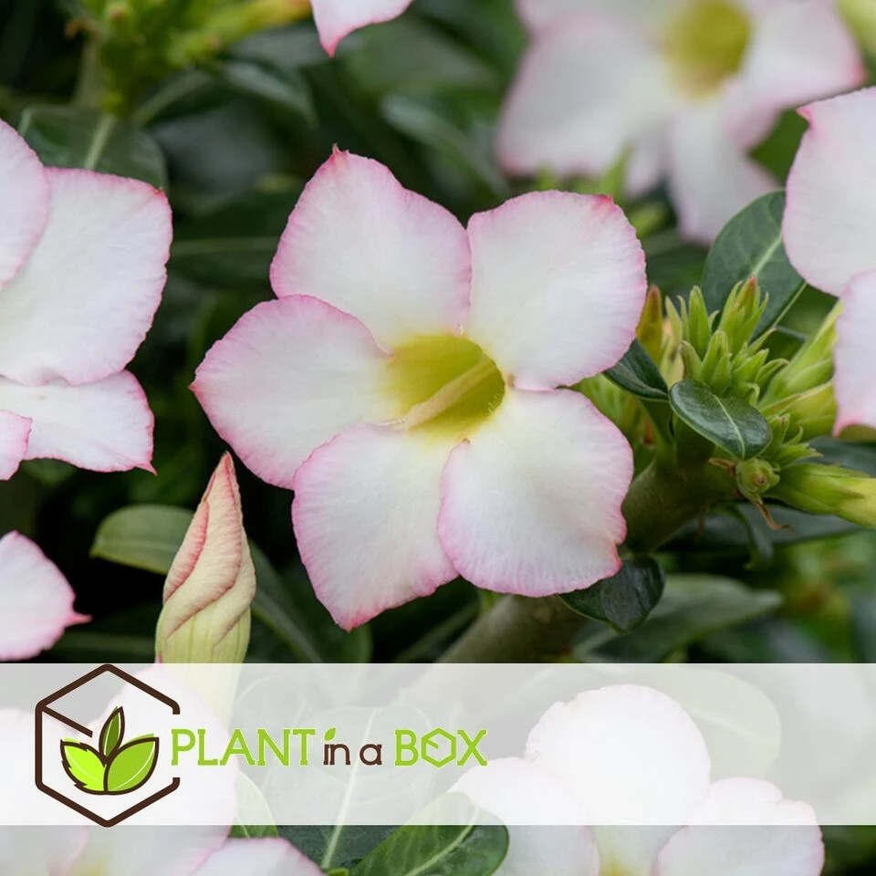 Adenium Obesum - Desert Rose White - Woestijnroos - Pot 13cm - Hoogte 30-40cm 3 Adenium Obesum - Desert Rose White - Woestijnroos - Pot 13cm - Hoogte 30-40cm - Afbeelding 3