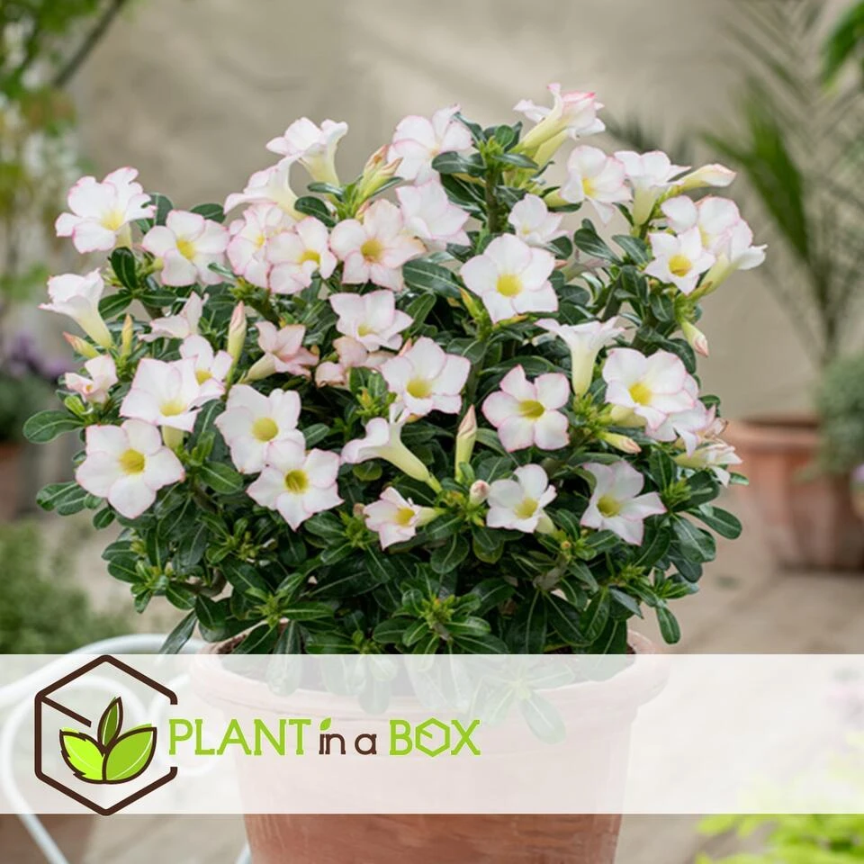 Adenium Obesum - Desert Rose White - Woestijnroos - Pot 13cm - Hoogte 30-40cm 4 Adenium Obesum - Desert Rose White - Woestijnroos - Pot 13cm - Hoogte 30-40cm - Afbeelding 4