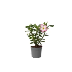 Exporteren Tuin Verge Winkel 8 Adenium Obesum - Desert Rose White - Woestijnroos - Pot 13cm - Hoogte 30-40cm
