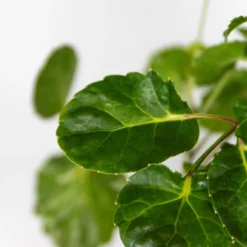 Polyscias Green Lemon P12H30 -Exporteren Tuin Verge Winkel 1000088699 0102