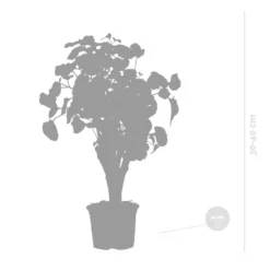 Polyscias Green Lemon P12H30 -Exporteren Tuin Verge Winkel 1000088699 0103