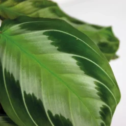 Maranta Silverband – Gebedsplant – ⌀12cm –↕10-15cm -Exporteren Tuin Verge Winkel 1000088700 0102