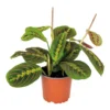 Maranta Tricolor – Gebedsplant – ⌀12cm –↕10-15 Cm