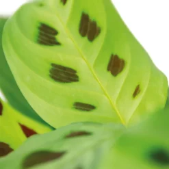 Maranta 'Kerchoveana'– Gebedsplant – ⌀12cm –↕10-15cm -Exporteren Tuin Verge Winkel 1000088702 0102