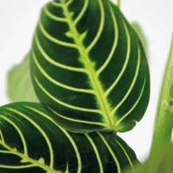 Maranta Lemon Lime – Gebedsplant – ⌀12cm –↕10-15cm -Exporteren Tuin Verge Winkel 1000088703 0102