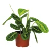 Maranta Lemon Lime – Gebedsplant – ⌀12cm –↕10-15cm