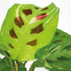 Maranta Variegata – Gebedsplant – ⌀12cm –↕10-15 Cm -Exporteren Tuin Verge Winkel 1000088704 0102