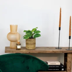 Maranta Variegata – Gebedsplant – ⌀12cm –↕10-15 Cm -Exporteren Tuin Verge Winkel 1000088704 0103