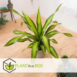 Dracaena Fragrans 'Charley' - Drakenbloedboom - Pot 24cm - Hoogte 100-110cm -Exporteren Tuin Verge Winkel 1000090460 0103