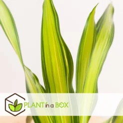 Dracaena Fragrans 'Charley' - Drakenbloedboom - Pot 24cm - Hoogte 100-110cm -Exporteren Tuin Verge Winkel 1000090460 0104