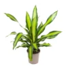 Dracaena Fragrans 'Charley' - Drakenbloedboom - Pot 24cm - Hoogte 100-110cm