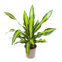Dracaena Fragrans 'Charley' - Drakenbloedboom - Pot 24cm - Hoogte 100-110cm