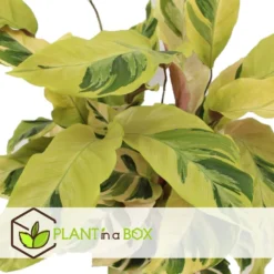 Calathea Fusion White - Luchtzuiverend - Kamerplant - Pot 14cm - Hoogte 30-40cm -Exporteren Tuin Verge Winkel 1000091584 0103