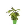 Calathea Fusion White - Luchtzuiverend - Kamerplant - Pot 14cm - Hoogte 30-40cm