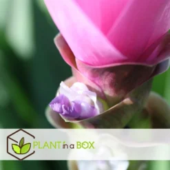 Curcuma 'Al Siam Supreme'- Set Van 2 - Pot 13cm - Hoogte 50-60cm -Exporteren Tuin Verge Winkel 1000094300 0104