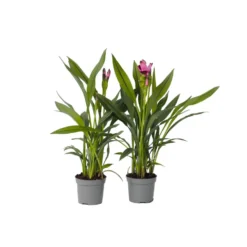 Curcuma 'Al Siam Supreme'- Set Van 2 - Pot 13cm - Hoogte 50-60cm
