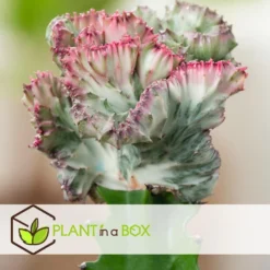 Euphorbia Lactea Cristata / Frankii - Mix Van 2 - Pot 12cm - Hoogte 25-30cm -Exporteren Tuin Verge Winkel 1000094303 0104