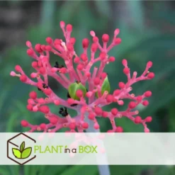 Jatropha Multifida - Exotische Bloeiende Kamerplant - Pot 17cm - Hoogte 40-50cm -Exporteren Tuin Verge Winkel 1000094304 0103