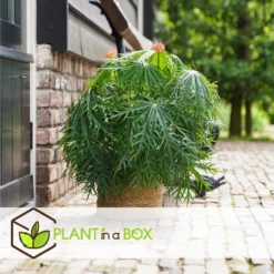 Jatropha Multifida - Exotische Bloeiende Kamerplant - Pot 17cm - Hoogte 40-50cm -Exporteren Tuin Verge Winkel 1000094304 0104