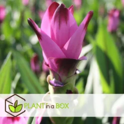 Curcuma Alismatifolia Siam Supreme - Set Van 2 - Pot 19cm - Hoogte 80-100cm -Exporteren Tuin Verge Winkel 1000094305 0103