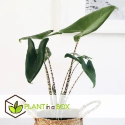 Alocasia Zebrina - XXL Kamerplant - Pot 32cm - Hoogte 140-150cm -Exporteren Tuin Verge Winkel 1000094306 0103