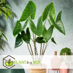 Alocasia Zebrina - XXL Kamerplant - Pot 32cm - Hoogte 140-150cm -Exporteren Tuin Verge Winkel 1000094306 0104