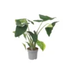 Alocasia Zebrina - XXL Kamerplant - Pot 32cm - Hoogte 140-150cm